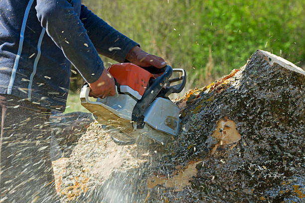 Jasper, GA Tree Services Company